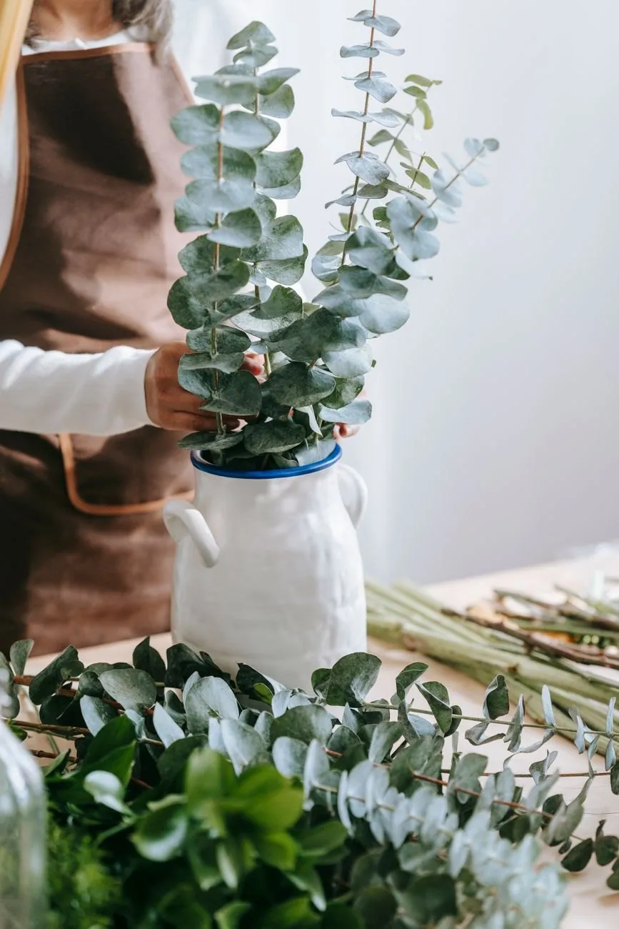 Tall silver eucalyptus being arranged in a white stoneware jug