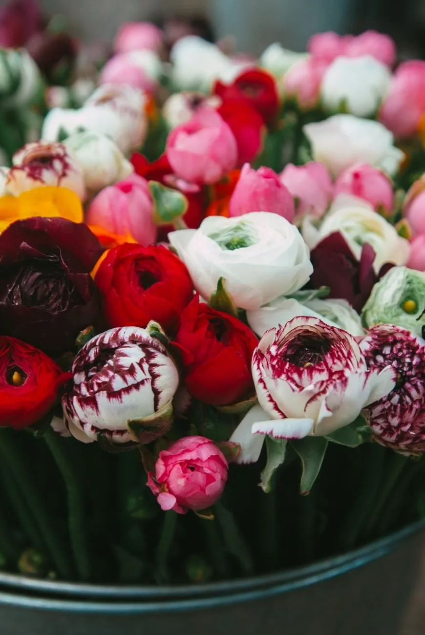 Ranunculus in red, pink, white and plum packed into a zinc bucket